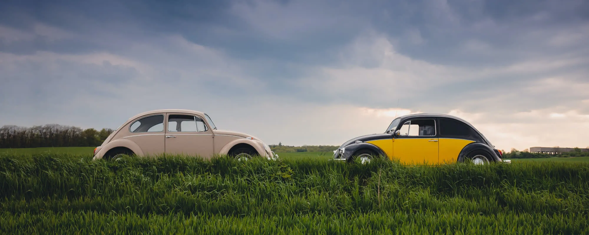 Två Volkswagen Beetle på grönt gräs